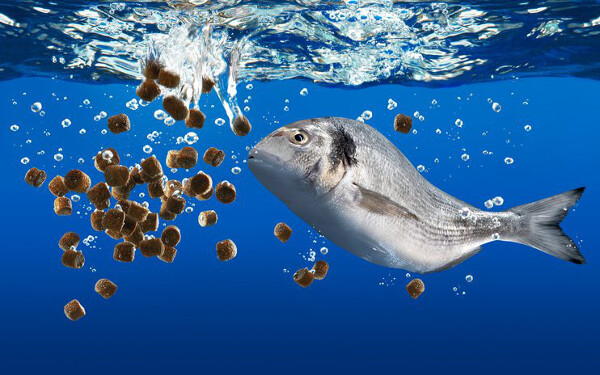 Thức ăn cho Cá/ Tôm