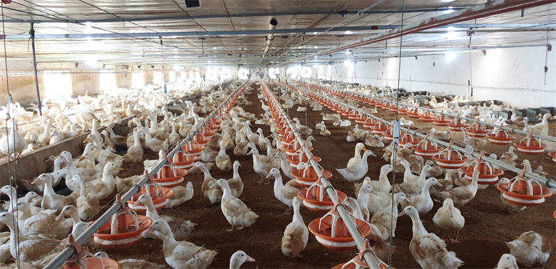 Thức ăn cho Ngan/ Vịt