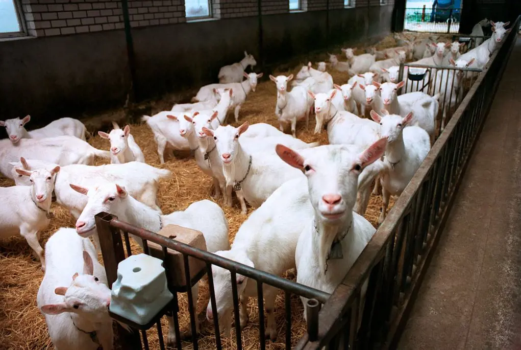 Thức ăn cho Bò/ Dê